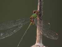 Leste vert (Chalcolestes viridis)