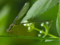 Leste vert (Chalcolestes viridis)