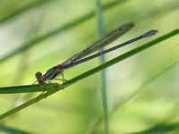 Leste vert (Chalcolestes viridis)