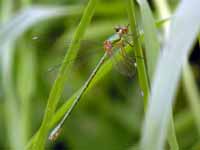 Leste vert (Chalcolestes viridis)