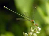 Leste vert (Chalcolestes viridis)