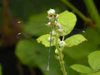 Leste vert (Chalcolestes viridis)