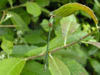 Leste vert (Chalcolestes viridis)
