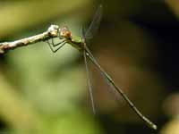 Leste vert (Chalcolestes viridis)