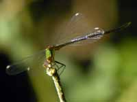 Leste vert (Chalcolestes viridis)