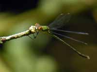 Leste vert (Chalcolestes viridis)