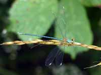 Leste vert (Chalcolestes viridis)