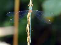 Leste vert (Chalcolestes viridis)