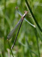 Leste vert (Chalcolestes viridis)