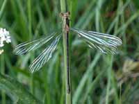 Leste vert (Chalcolestes viridis)