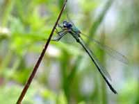 Leste vert (Chalcolestes viridis)