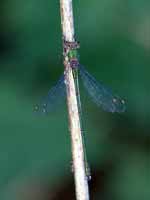 Leste vert (Chalcolestes viridis)