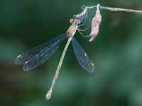 Leste vert (Chalcolestes viridis)