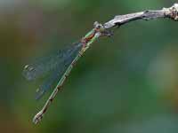 Leste vert (Chalcolestes viridis)