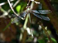 Leste vert (Chalcolestes viridis)