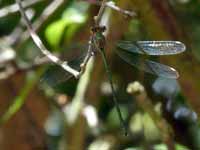 Leste vert (Chalcolestes viridis)