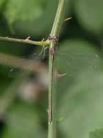 Leste vert (Chalcolestes viridis)