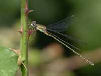 Leste vert (Chalcolestes viridis)