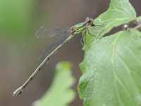 Leste vert (Chalcolestes viridis)