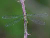 Leste vert (Chalcolestes viridis)