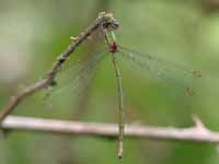 Leste vert (Chalcolestes viridis)