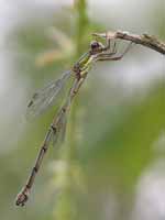 Leste vert (Chalcolestes viridis)