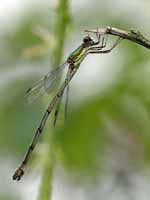 Leste vert (Chalcolestes viridis)