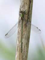 Leste vert (Chalcolestes viridis)