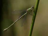 Leste vert (Chalcolestes viridis)