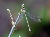 Leste vert (Chalcolestes viridis)