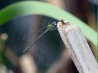 Leste vert (Chalcolestes viridis)