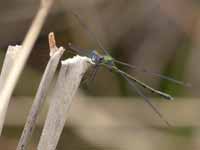 Leste vert (Chalcolestes viridis)