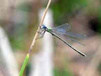 Leste vert (Chalcolestes viridis)