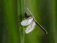 Leucorrhine à front blanc (Leucorrhinia albifrons)