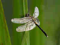 Leucorrhine à front blanc (Leucorrhinia albifrons)