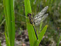 Leucorrhine à front blanc (Leucorrhinia albifrons)