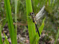 Leucorrhine à front blanc (Leucorrhinia albifrons)