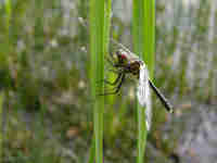 Leucorrhine à front blanc (Leucorrhinia albifrons)