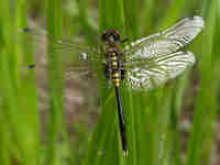 Leucorrhine à front blanc (Leucorrhinia albifrons)