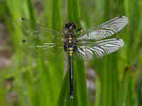 Leucorrhine à front blanc (Leucorrhinia albifrons)