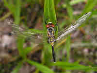 Leucorrhine à front blanc (Leucorrhinia albifrons)