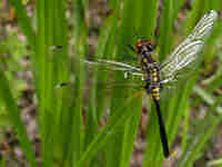 Leucorrhine à front blanc (Leucorrhinia albifrons)