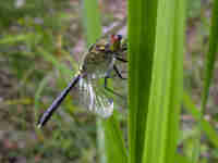 Leucorrhine à front blanc (Leucorrhinia albifrons)