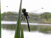 Leucorrhine à front blanc (Leucorrhinia albifrons)