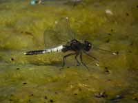 Leucorrhine à large queue (Leucorrhinia caudalis)