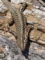 Lézard des murailles Podarcis muralis