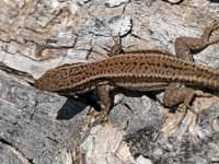 Lézard des murailles Podarcis muralis