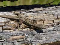 Lézard des murailles Podarcis muralis