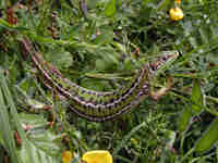 Lézard vert occidental Lacerta bilineata