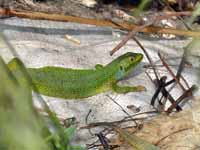 Lézard vert oriental Lacerta trilineata